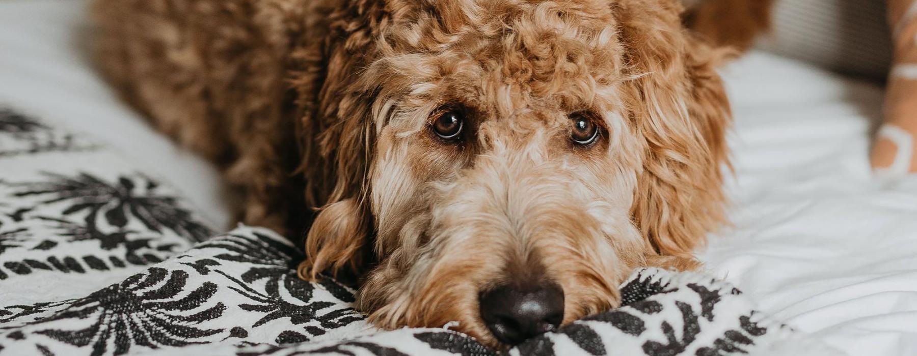 a dog lying on a bed looking