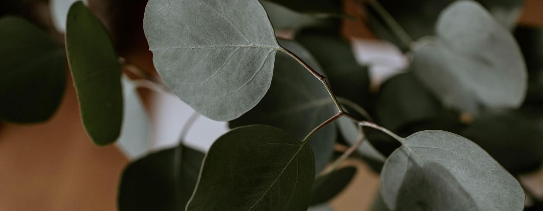 close up of a plant in vase